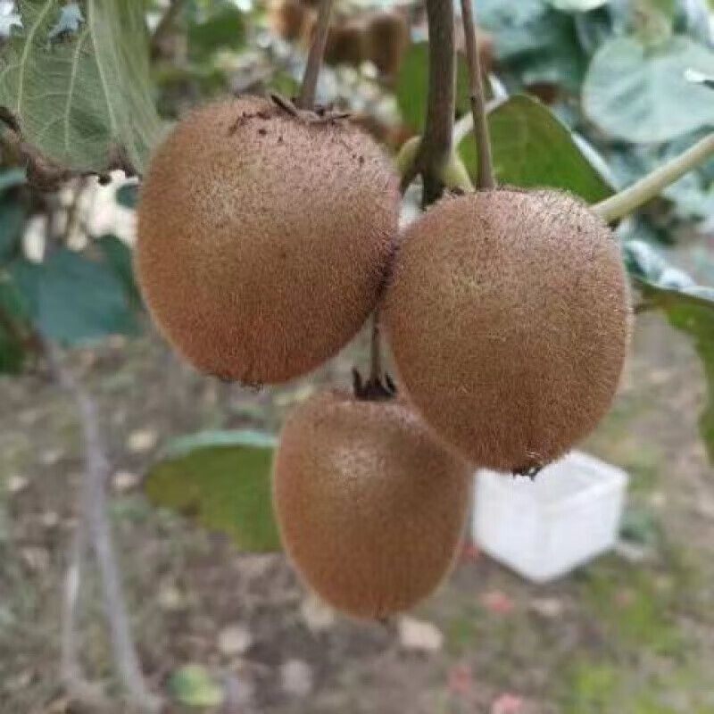 特大红心猕猴桃树苗耐寒猕猴桃盆栽地栽南方北方种植地栽果树苗,淘宝优惠券,粉丝福利购,淘宝优惠卷