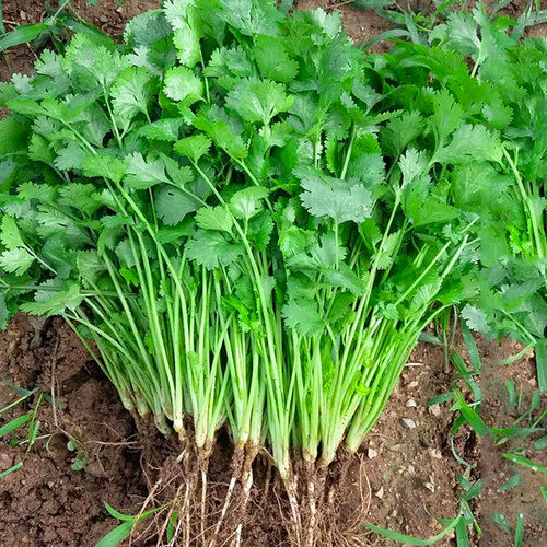 香菜种子耐热四季芫荽种籽露天基地用阳台蔬菜盆栽小菜园种植套装 - 图1
