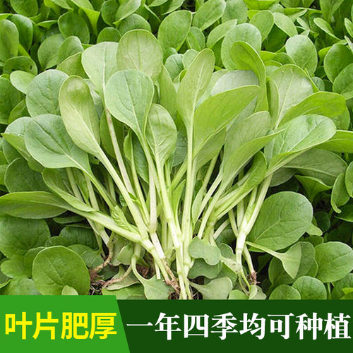 鸡毛菜种子上海青小油菜种籽菜籽耐寒四季春季盆栽青菜农家蔬菜孑 - 图0