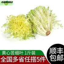 Fresh Yellow Heart Bitter Chrysanthemum 500g Bitter Leaf Bitter Leaf Raw Vegetable Bitter Lettuce Nine Buds Dog Tooth Lettuce Salad Vegetable Ingredients