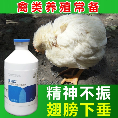 Цыпленка для приподнятия курицы курица, утка и гусиные зверя Используйте анти -вирус курицу холод и потяните бровей Новый город Эпидемия куриная чума пекарня пекарня