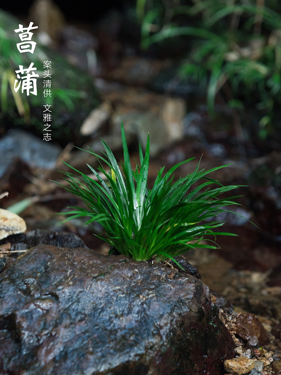 假山上的绿植造景盆景蕨类草种子种吸水石专用草籽上水石植物易活