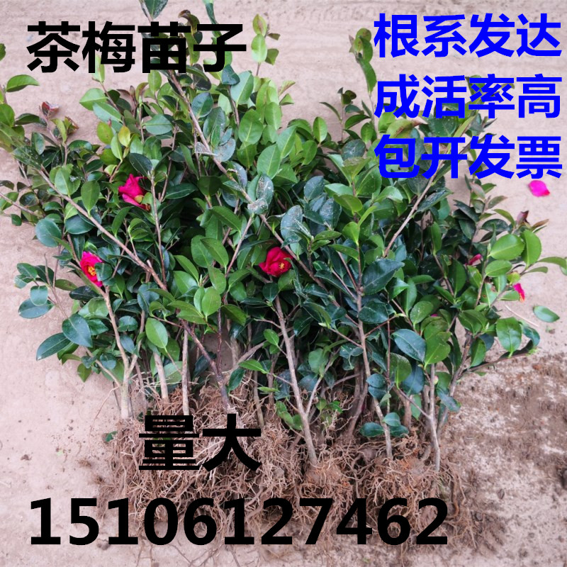 茶梅花苗树苗茶梅球茶花盆栽耐冻茶花树四季带花苞庭院耐寒茶花苗 - 图3