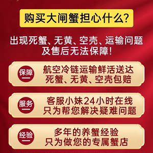 活蟹大闸蟹螃蟹鲜活全母特大海鲜水产红膏河蟹阳澄湖镇官方旗舰店