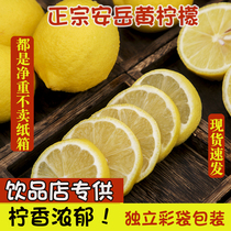 Sichuan Angyue Yellow Lemon 5 Catty Fresh Fruit Selected Leather Slim Primary Perfume Fresh Sweet Lemon Zest 6