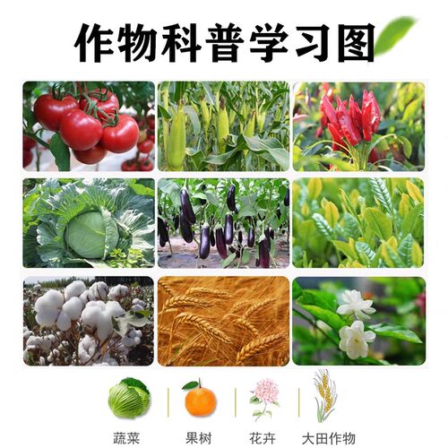 蜗螺净庭院蜗牛鼻涕虫果树蛞蝓福寿螺蔬菜农田增效助剂花卉通用型 - 图1