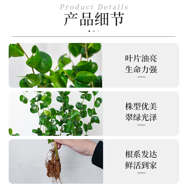 【吴先森的复式】种花的大象水培卷福卷叶榕绿植桌面盆栽耐阴好养