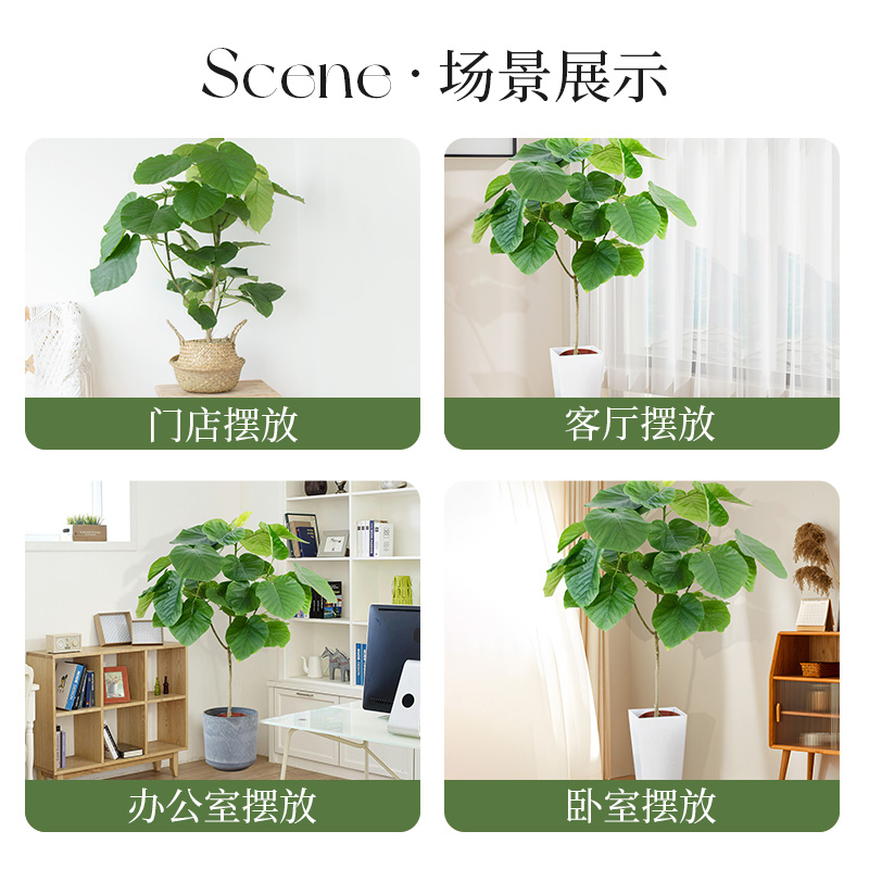 种花的大象爱心榕大型绿植盆栽北欧风家居落地植物大叶片易养活