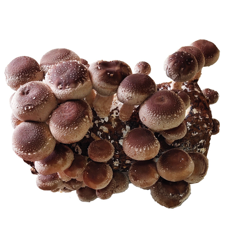 香菇菌包袋装蘑菇种植包菌种盆栽家庭种平菌菇食用家庭新鲜菌棒,淘宝优惠券,粉丝福利购,淘宝优惠卷