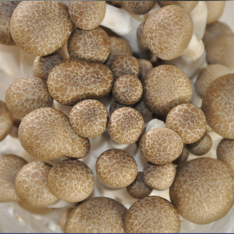 蟹味菇菌包袋装蘑菇种植包菌种盆栽家种菌菇海鲜食用家庭新鲜菌棒 - 图1