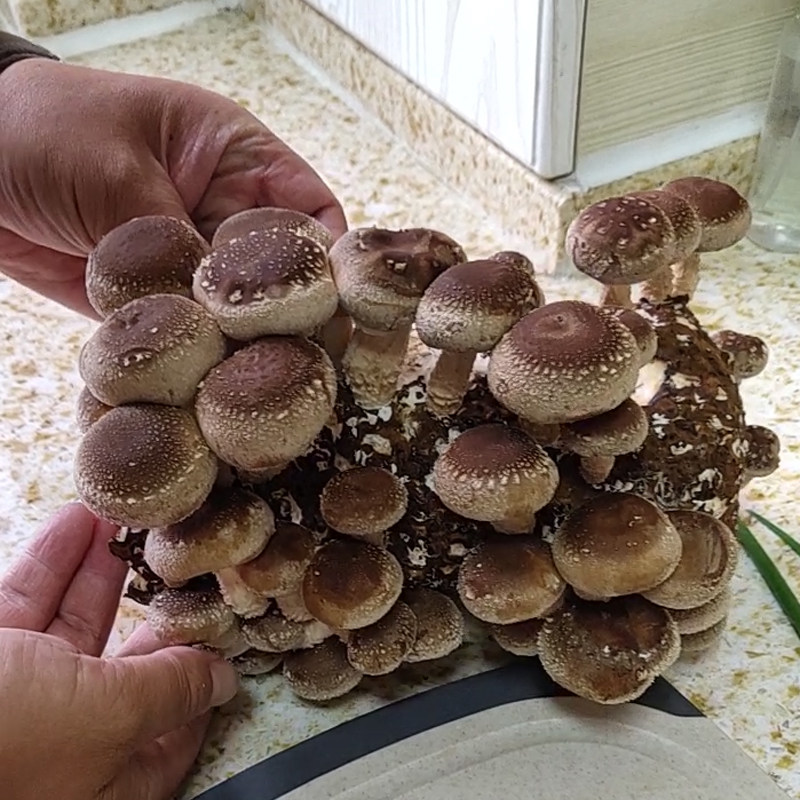 香菇菌包袋装蘑菇种植包菌种盆栽家庭种平菌菇食用家庭新鲜菌棒,淘宝优惠券,粉丝福利购,淘宝优惠卷