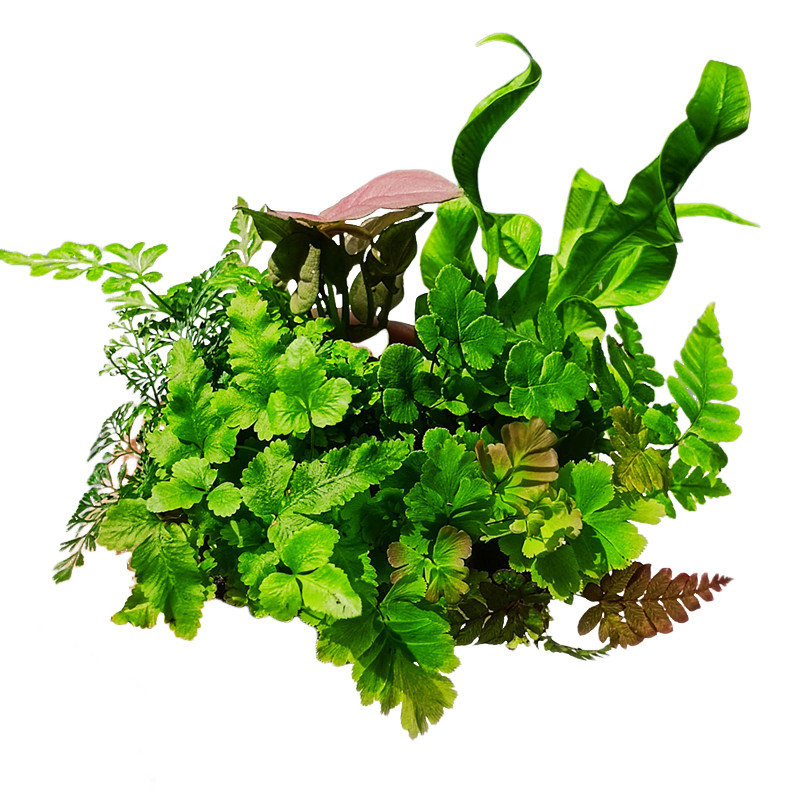苔藓微景观水陆缸生态缸小植物网纹草蕨类创意迷你植物造景材料