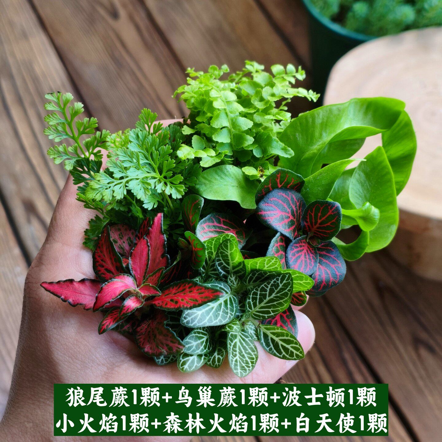 苔藓微景观水陆缸生态缸小植物网纹草蕨类创意迷你植物造景材料