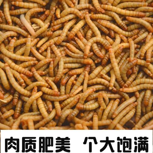 活体面包虫宠物活饵透气盒发货不闷死守宫蜥蜴角蛙鸟类高蛋白饲料 - 图1
