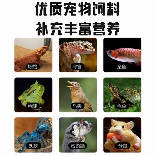 活体面包虫宠物活饵透气盒发货不闷死守宫蜥蜴角蛙鸟类高蛋白饲料 - 图2