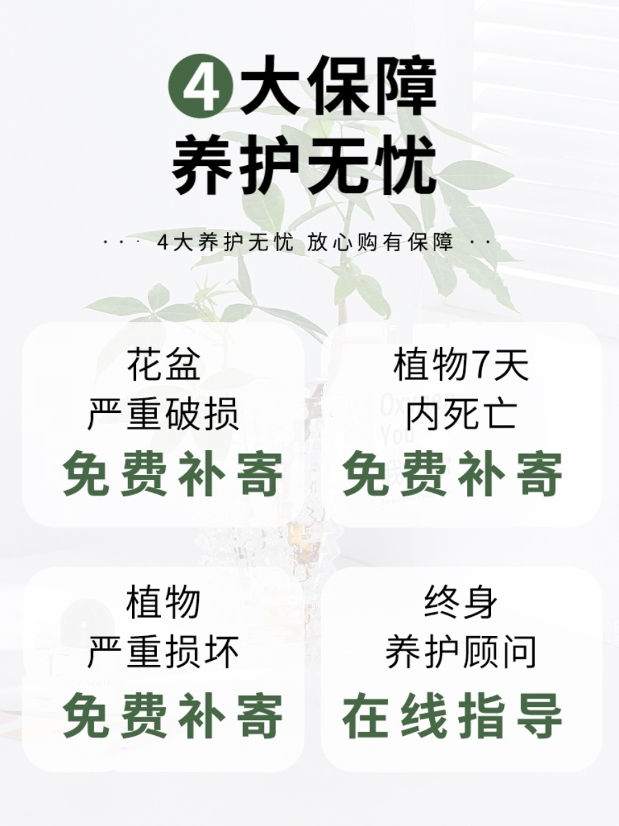 发财树水培植物盆栽室内好养绿植花卉客厅办公室水养净化空气花草 - 图3