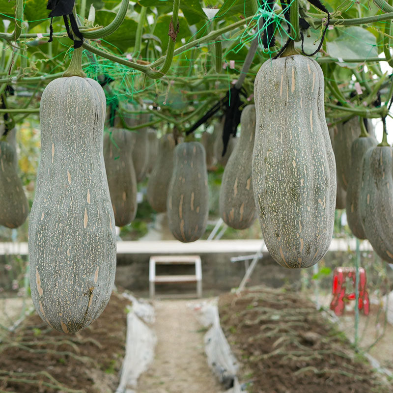 和利农 正源大果金蜜蜜本南瓜种籽食用粉糯香甜高产蔬菜种籽孑,淘宝优惠券,粉丝福利购,淘宝优惠卷