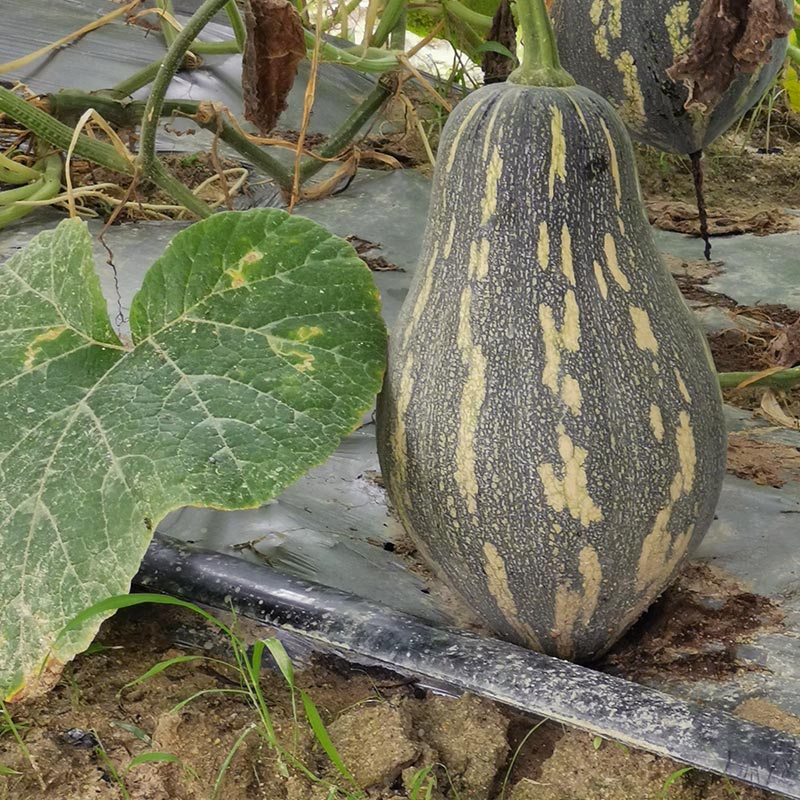 和利农 正源广东富都香芋南瓜种子粉糯香甜南瓜种籽板栗味蔬菜孑 - 图0