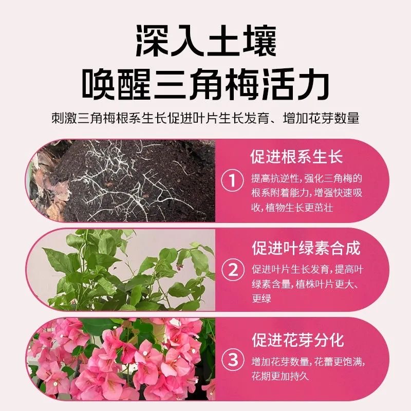 新疆包邮三角梅专用肥催花营养液家用养花卉通用型梅花促花催花素-图1