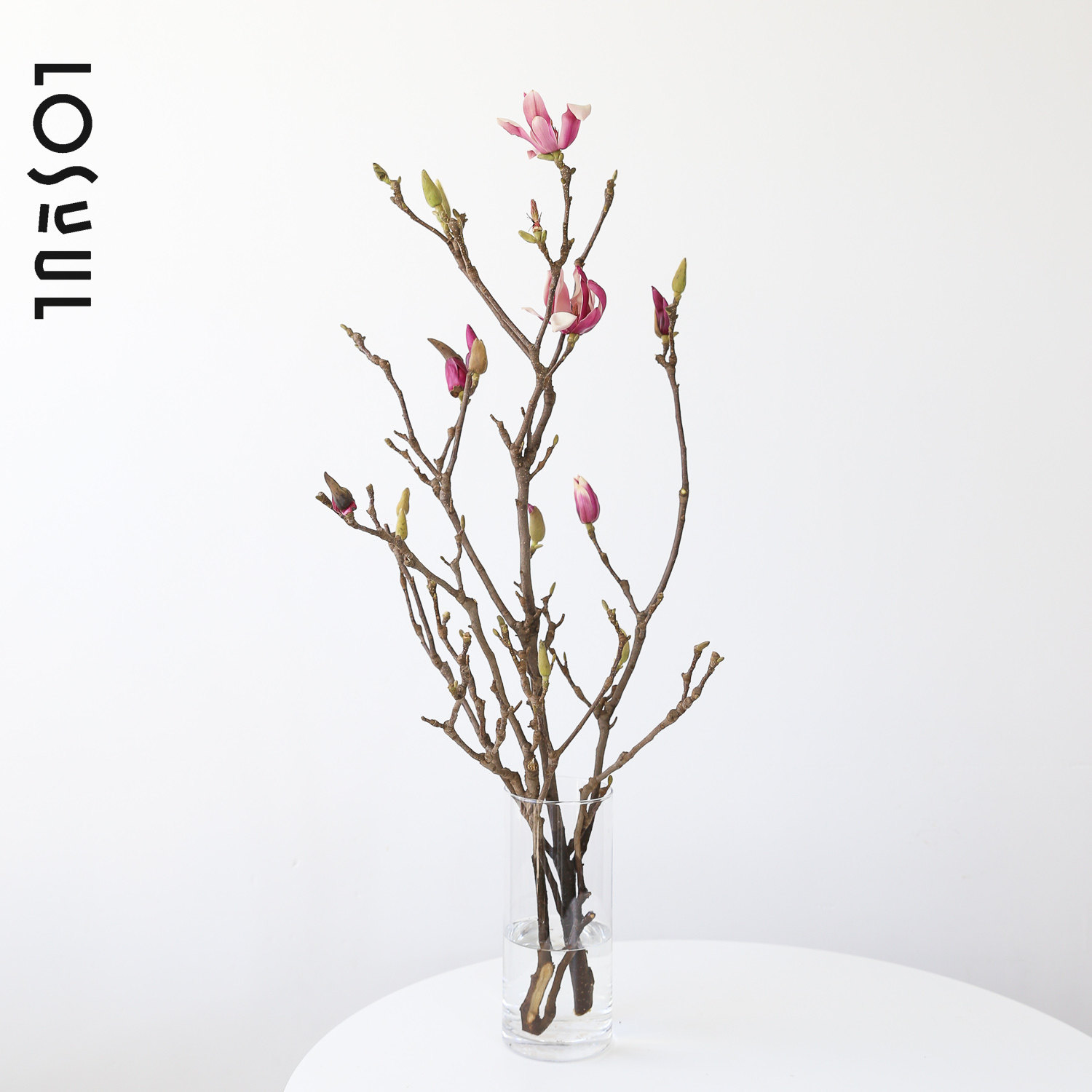 白紫玉兰花野奢鲜花鲜切枝条小众水培桌面家用插花年宵花新年装饰,淘宝优惠券,粉丝福利购,淘宝优惠卷