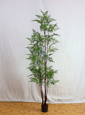 景源波斯蕨工厂现货直销