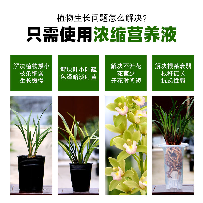 营养液植物通用型花肥发财树富贵竹绿萝水培盆栽家用花卉养花肥料 - 图3