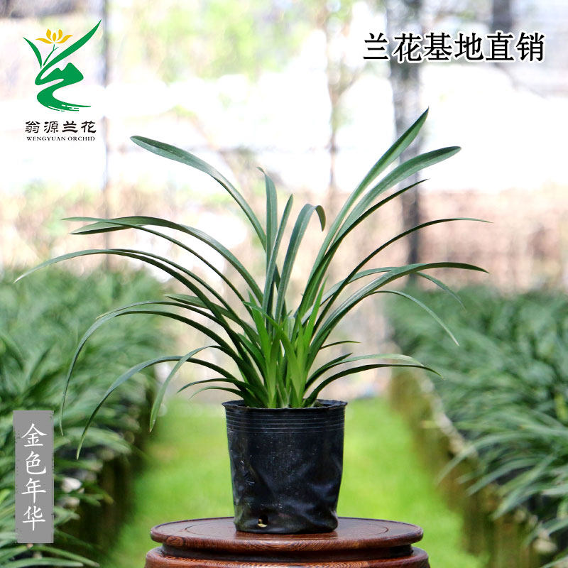 翁源兰花苗喜花里大花蕙兰金色年华小神童浓香型好养室内绿植花卉,淘宝优惠券,粉丝福利购,淘宝优惠卷