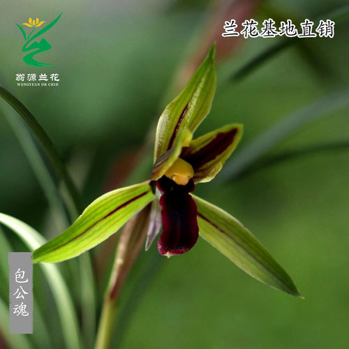 喜花里高端正品春兰花王黑素花包公魂老种宋梅带花浓香好养室内卉 - 图1