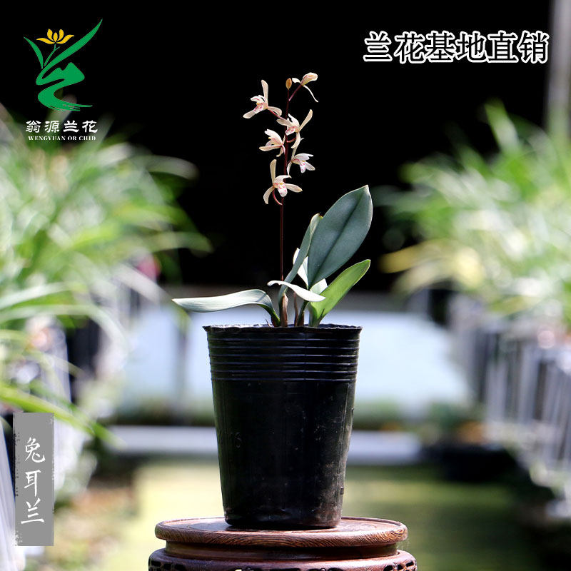 翁源兰花喜花里磨砂兔耳兰小巧精致咖啡兰桌面新手好易养绿植花卉,淘宝优惠券,粉丝福利购,淘宝优惠卷