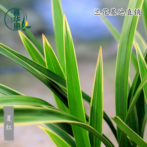 翁源兰花四季建兰金边夏红彩心带花香妃浓香室内好养绿植花卉盆栽 - 图3