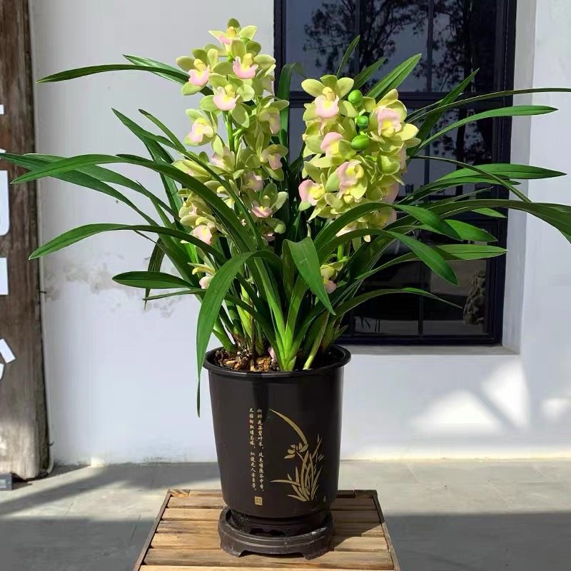 翁源兰花喜花里经典年宵花带盆土栽好发好养喜庆带花浓香型红宝石,淘宝优惠券,粉丝福利购,淘宝优惠卷