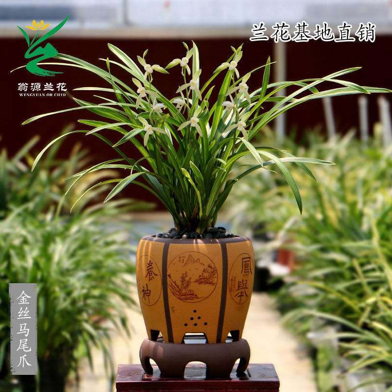 老种四季建兰花苗金边素心金丝马尾爪带花浓香好养室内绿植卉盆栽,淘宝优惠券,粉丝福利购,淘宝优惠卷