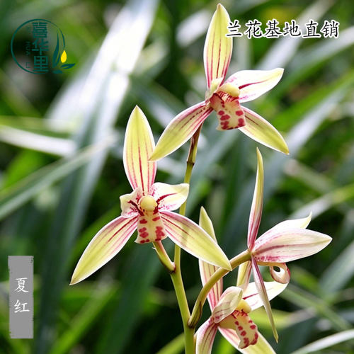 翁源兰花四季建兰金边夏红彩心带花香妃浓香室内好养绿植花卉盆栽 - 图2