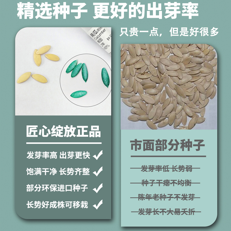 匠心绽放花卉盆栽阳台紫茉莉康乃馨向日葵种植室内办公桌小植物-图1