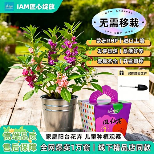 匠心绽放儿童种植盆栽向日葵种子凤仙花波斯菊幼儿园学生种花植物 - 图0