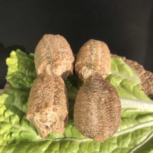 中华大刀螳螂刺花非洲大魔花兰花幽灵广斧活体宠物卵夹爬宠虫活体 - 图2