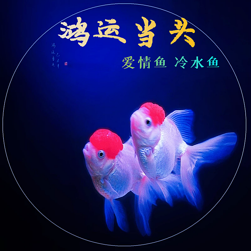活体鱼观赏鱼冷水金鱼淡水鱼蝶尾锦鲤鸿运当头龙晶鱼红狮子头种鱼