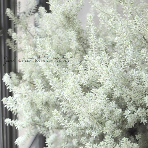 进口 澳洲迷迭香 银叶普兰兹  半耐寒性常绿低木 香草植物 花期长 - 图0