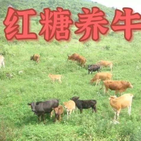 Коричневая конфеты Специальное сельское хозяйство Специальное сельское хозяйство Промышленное коричневое коричневое ферментационное зверь для коричневого размножения глюкозы для животноводства для красного