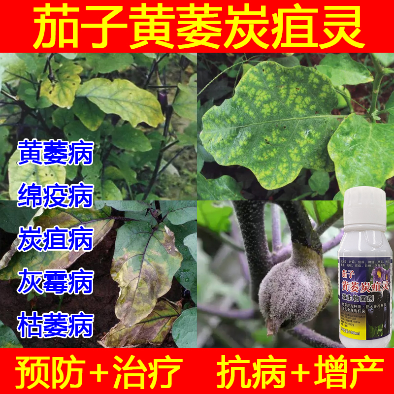 茄子专用药茄子黄萎病炭疽病疫病灰霉病根腐病枯萎病茄子病害专用 - 图1