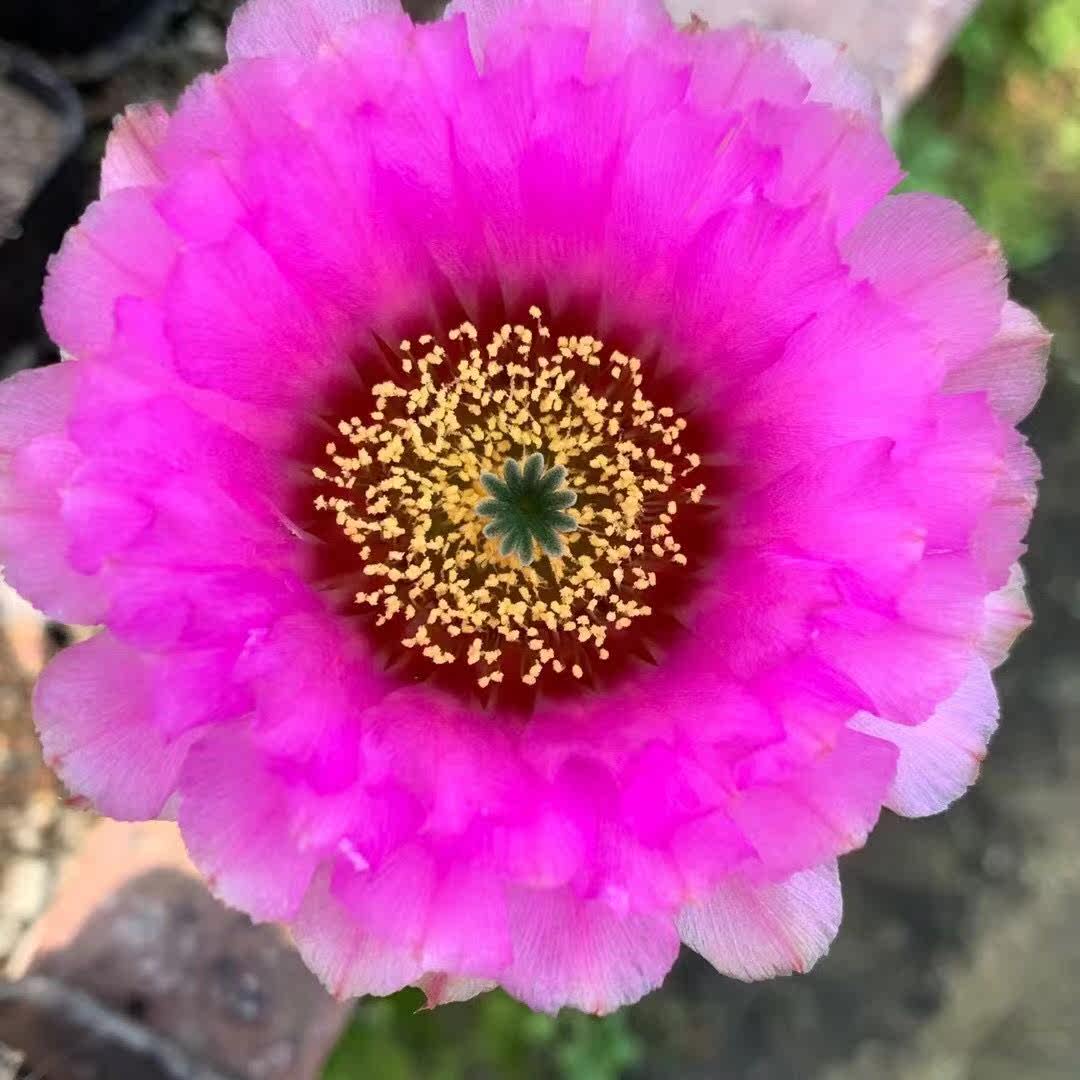 折墨虾仙人球鹿角柱属实生易养易开花大花紫花实生办公仙人掌盆栽