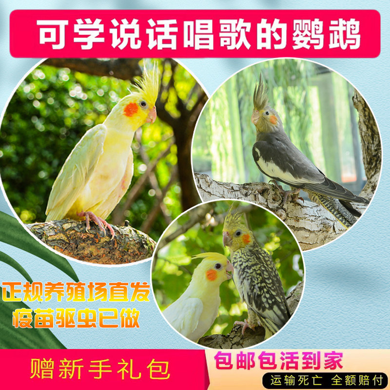 玄凤鹦鹉活体会学说话手养宠物黄化玄凤一对可繁殖鸟活物鹦鹉活鸟,淘宝优惠券,粉丝福利购,淘宝优惠卷