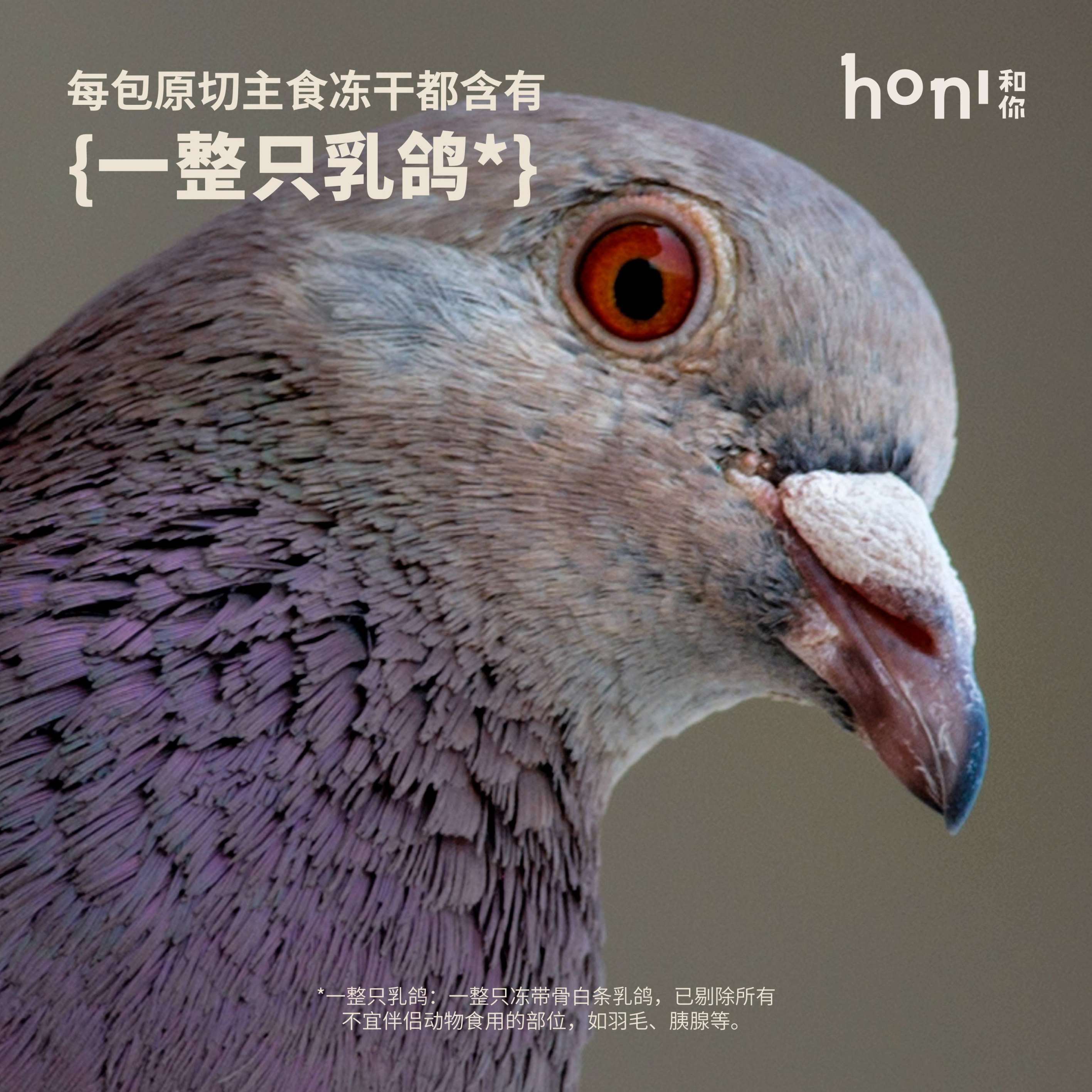 honi和你®全价猎食生骨肉原切主食冻干鸡&乳鸽配方猫粮【尝鲜装】 - 图2