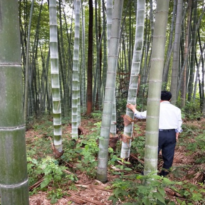 大型楠竹苗毛竹苗庭院 楠竹鞭毛竹根毛竹种子 可吃笋现挖发货 - 图0