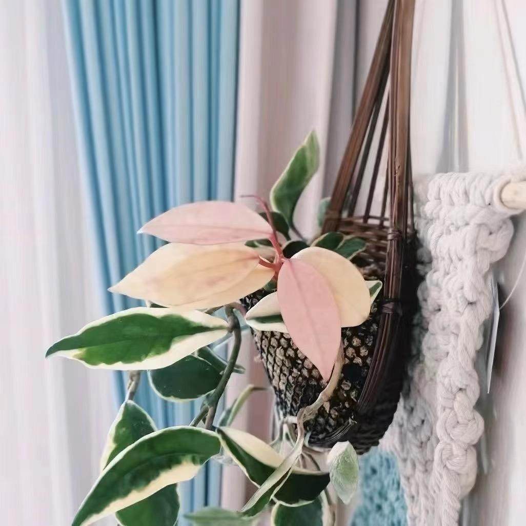 花叶球兰粉色锦色球金边花卉绿植阳台垂吊攀援开花植物室内盆栽,淘宝优惠券,粉丝福利购,淘宝优惠卷