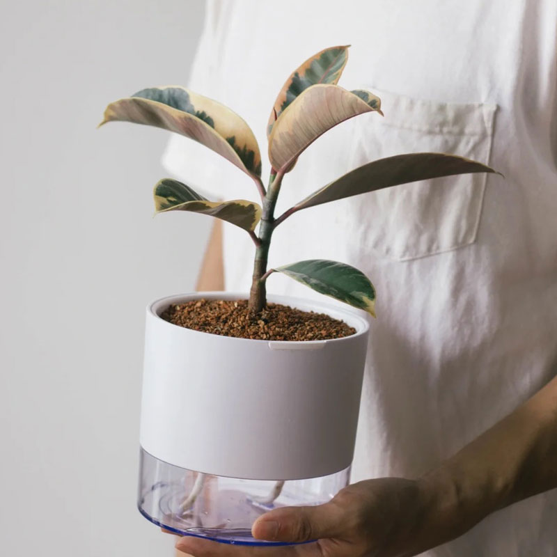 花叶橡皮树彩叶花金刚盆栽室内阳台庭院喜阳观叶绿植花卉吸甲醛-图3