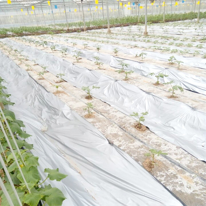 银黑双色反光地膜农用塑料薄膜黑白地膜果树蔬菜覆盖除草保温保湿