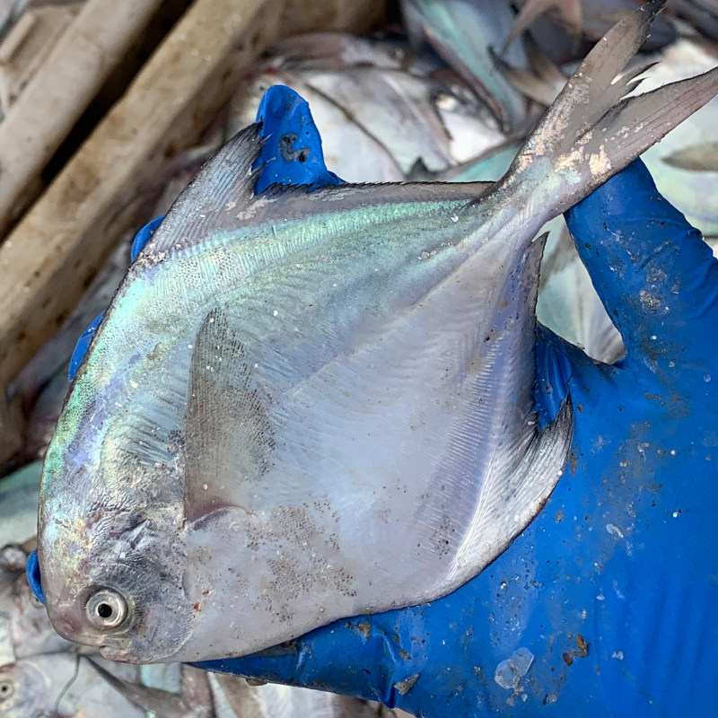 新鲜银鲳鱼净重4斤渤海海鲜冷冻 东海白鲳鱼水产平鱼海鱼扁鱼,淘宝优惠券,粉丝福利购,淘宝优惠卷