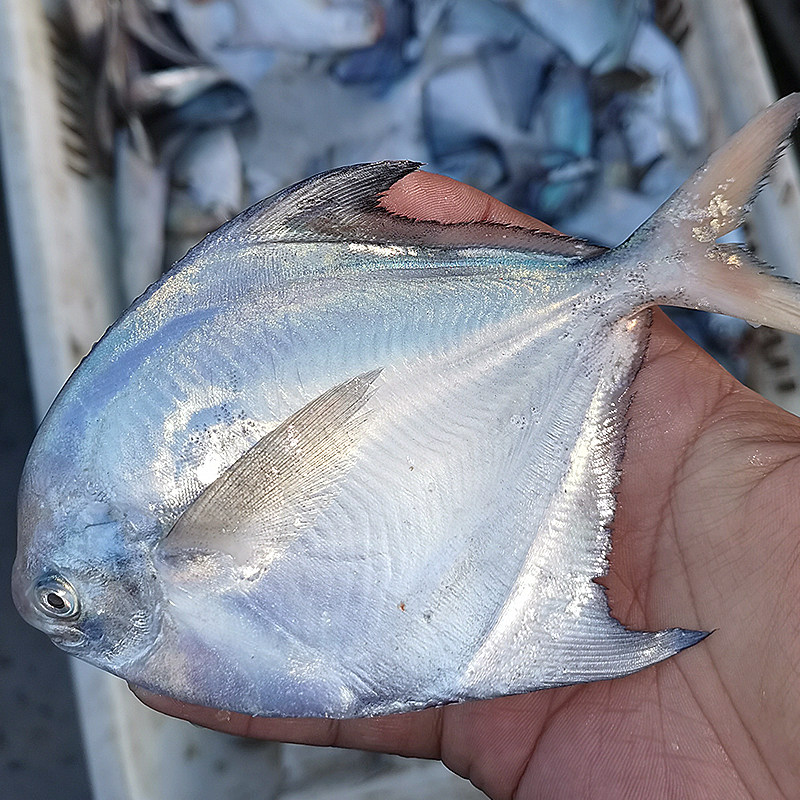 新鲜银鲳鱼净重4斤渤海海鲜冷冻 东海白鲳鱼水产平鱼海鱼扁鱼,淘宝优惠券,粉丝福利购,淘宝优惠卷