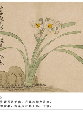 清代汪士慎花卉图册国画水墨写